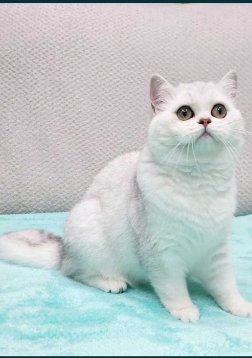 Вязка ,шикарный кот