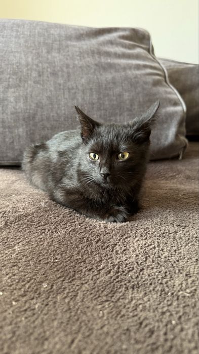 Кошенята, покинуті на дачах шукають дім