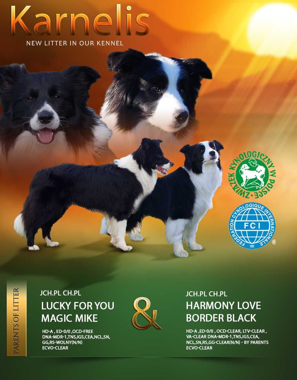 Border Collie- ZKwP/FCI śliczny piesek gotowy do odbioru