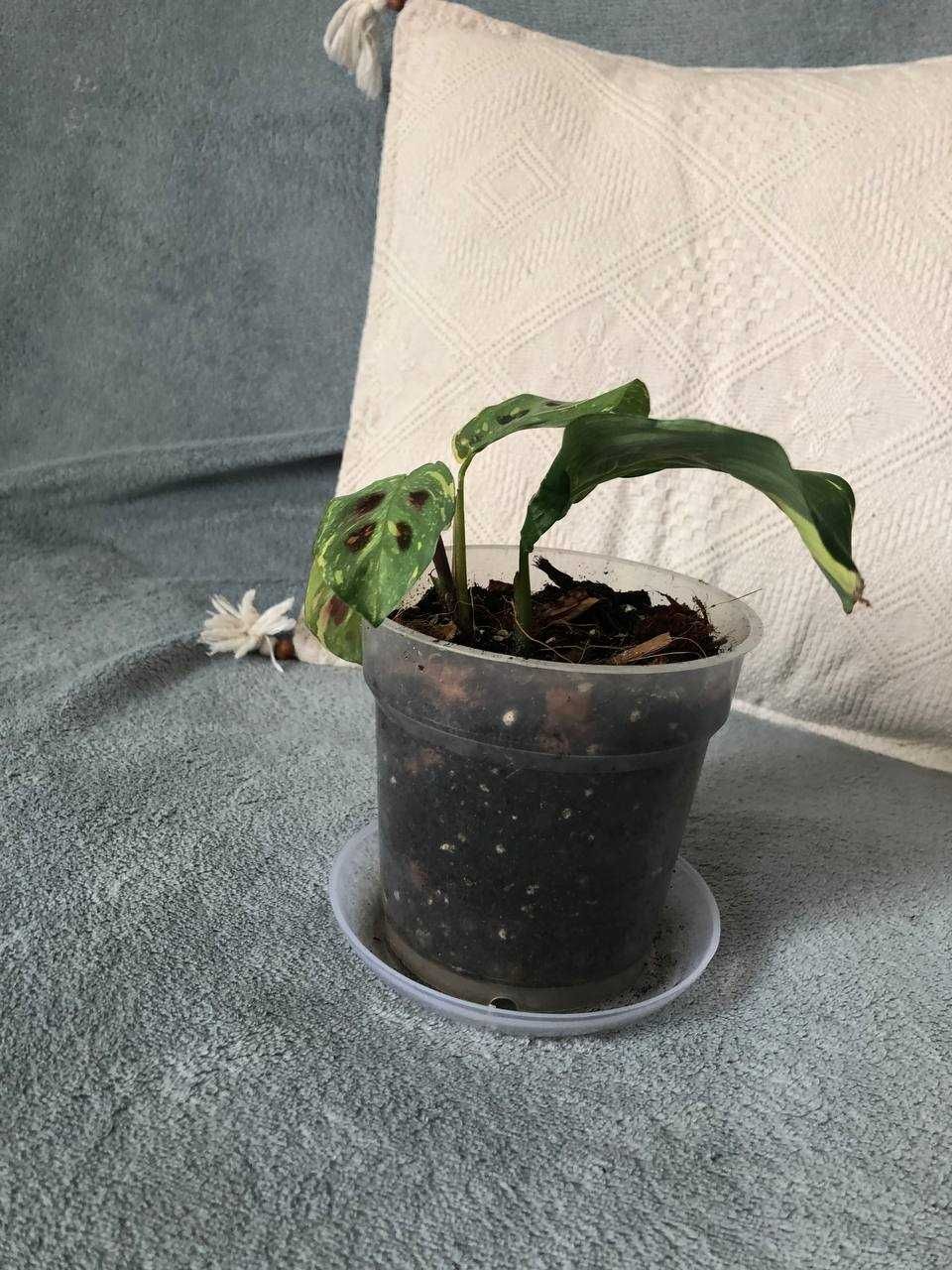 Maranta variegata (w doniczkach)