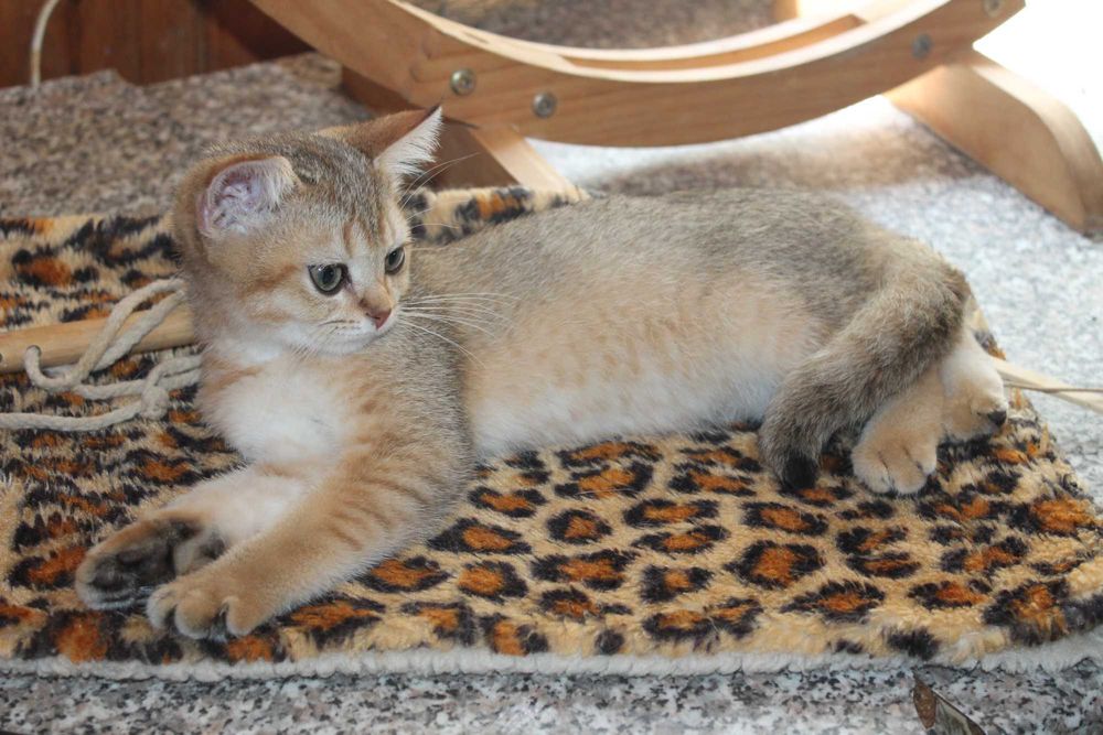 Золота шиншилла хлопчик з вет.паспортом