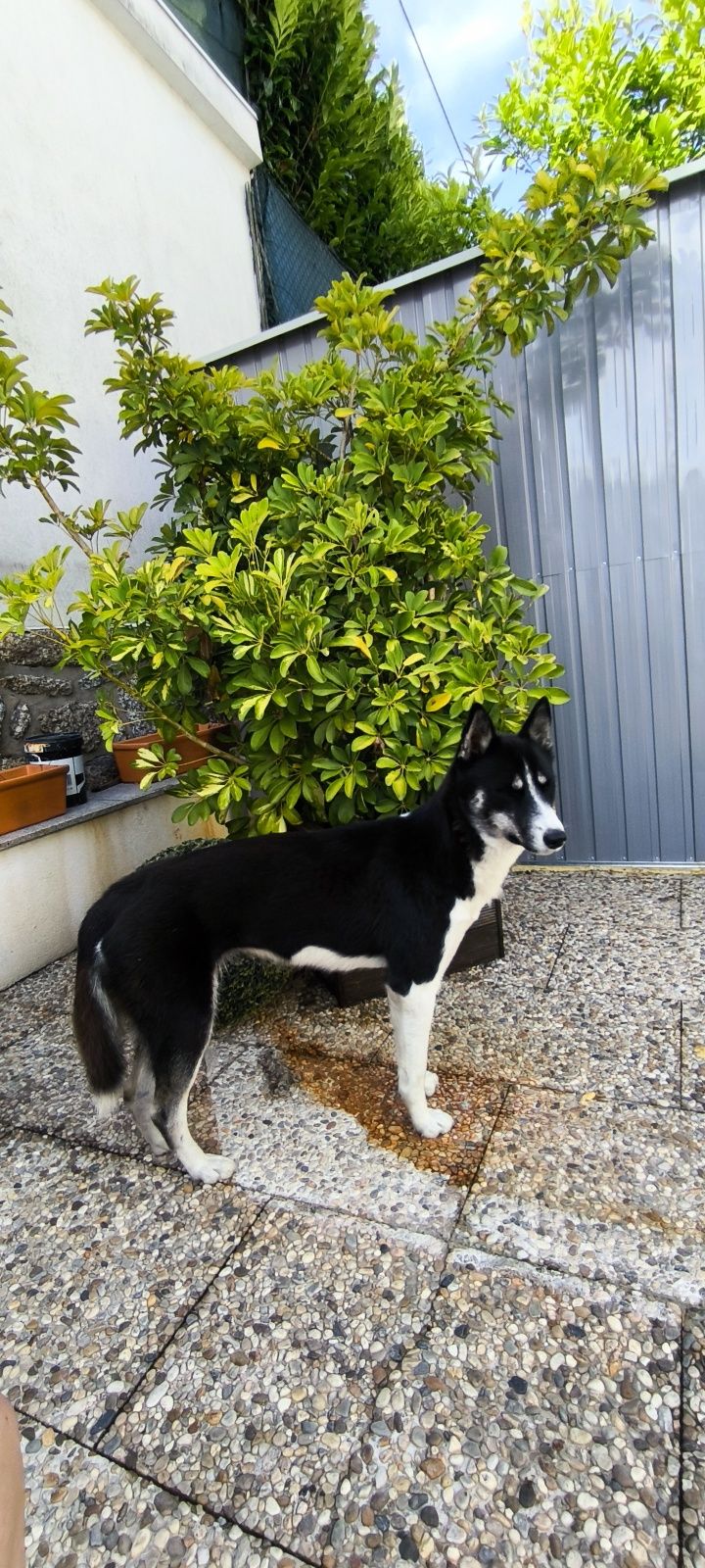 Husky do Alasca - adoção