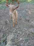 Cabrito mocho 4 meses