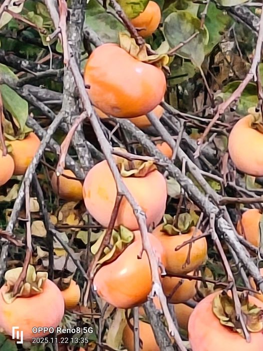 Diospiros de maçã de