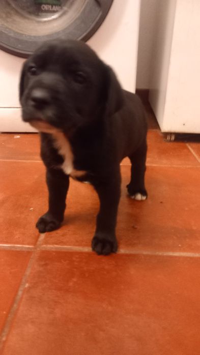 Dois cachorrinhos machos para adopção