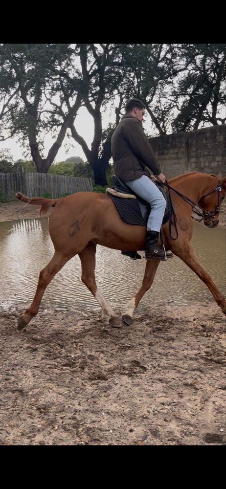 Cavalo alazao 15anos