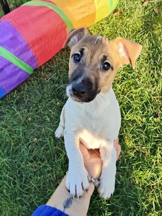 Chłopiec Jack Russell terrier chłopiec nr 1/badania genetyc/DO ODBIORU