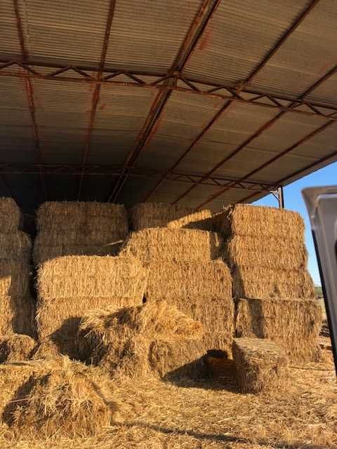 Vende se feno do ano passado, de aveia e triticale  20 eur cada fardo