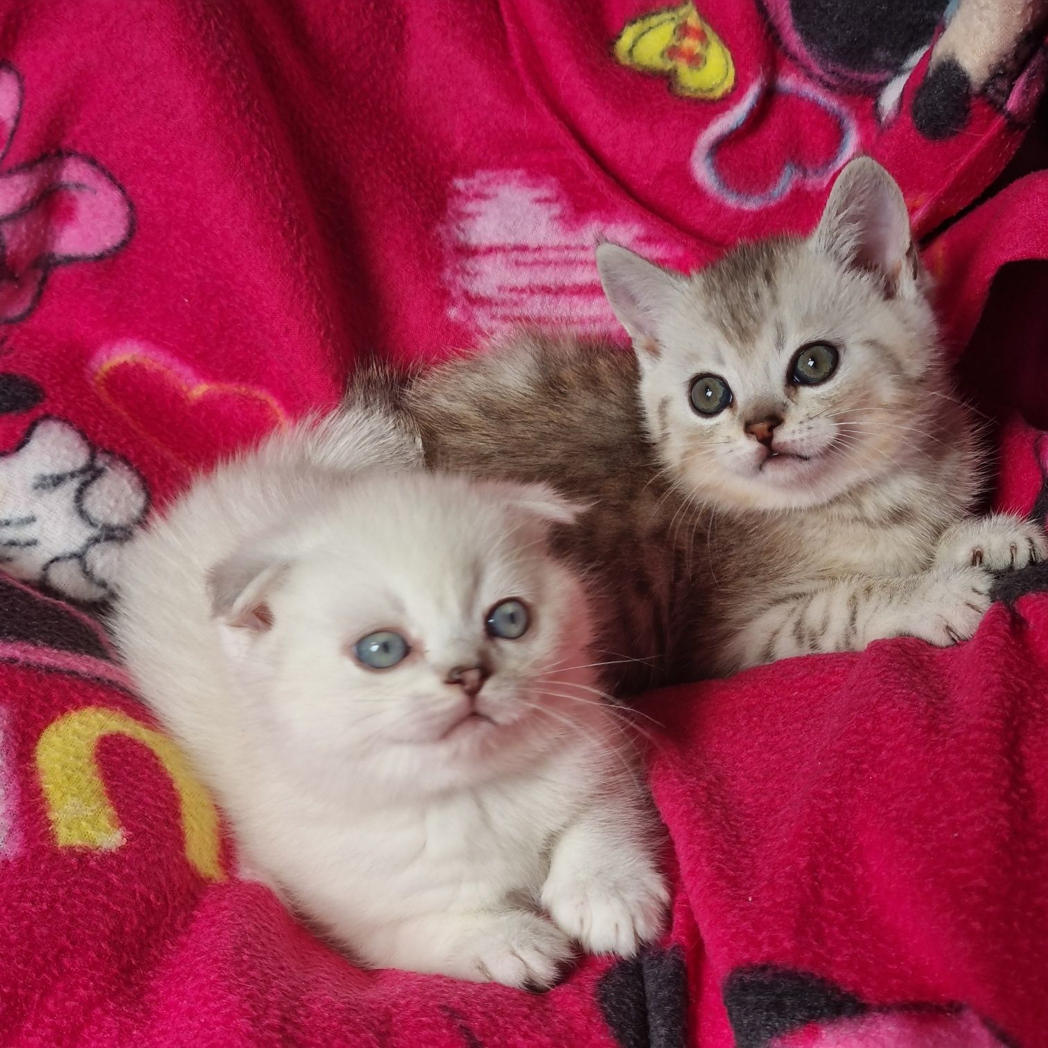 Срочно цена снижена  шикарные шотландские котики!