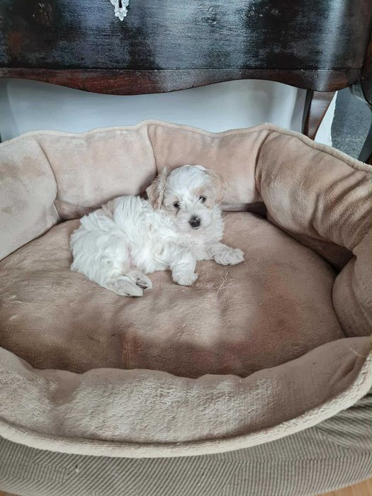 Szczeniak Maltipoo