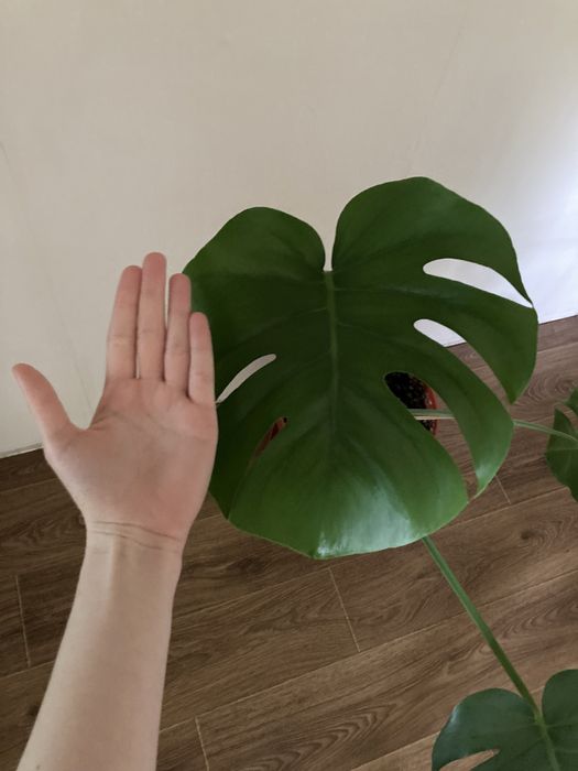 Кімнатна рослина монстера