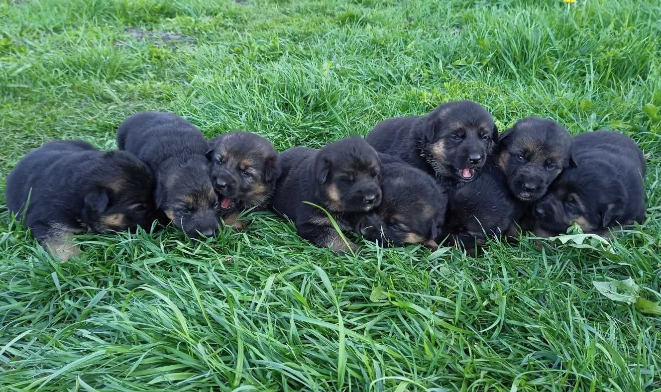 Щенята німецької вівчарки