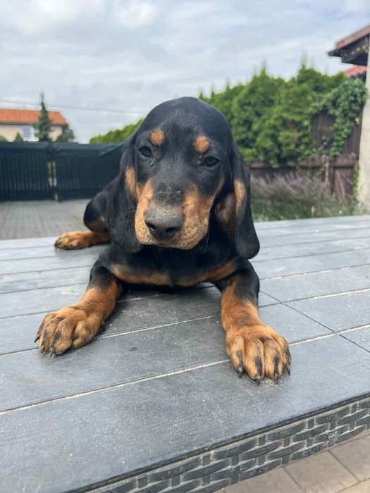 Szczeniak Gonczy Słowacki