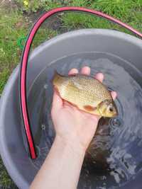 Karaś złota około 15cm Dostępna