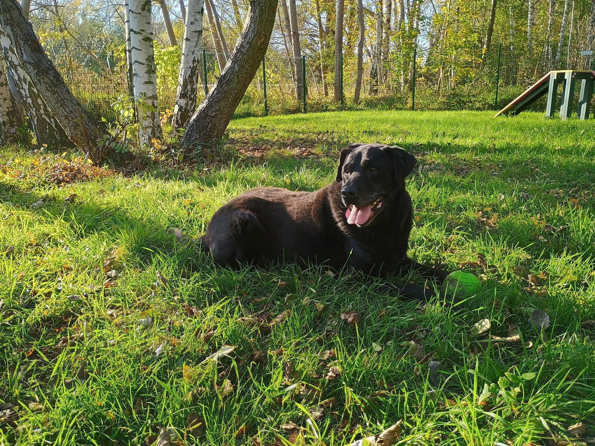 13 letni Celt w typie labrador-retrievera - schronisko