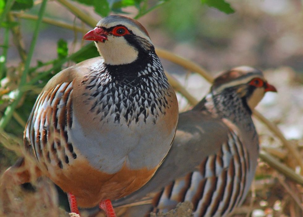 Troco macho por uma fêmea