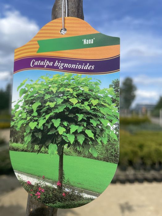 Polecamy : Catalpa Nana wysokosc 180-210 cm