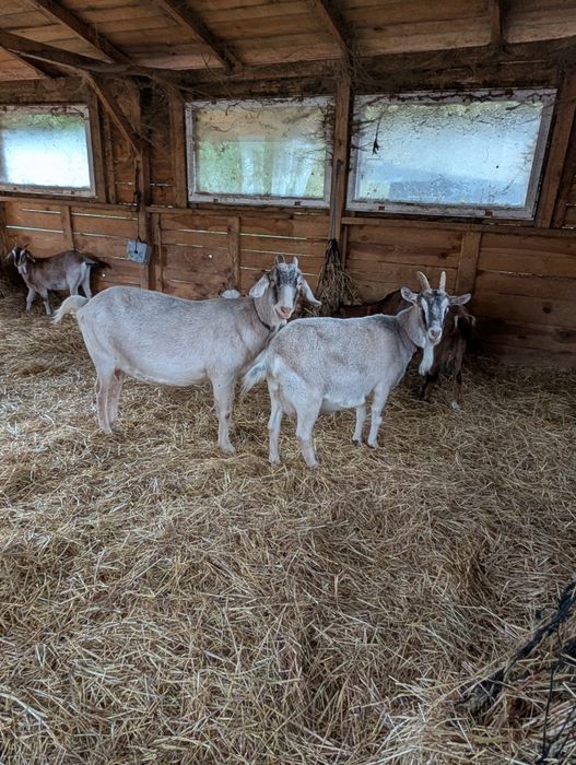 Sprzedam 2 mleczne kozy