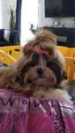 Shih tzu super piesek 100% czystości rasy
