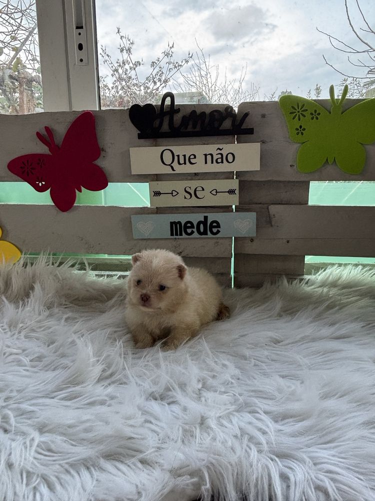 Spitz Alemão Anão