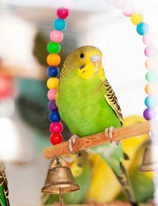 Волнистые попугаи Малыши