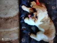 Shih tzu-reproduktor