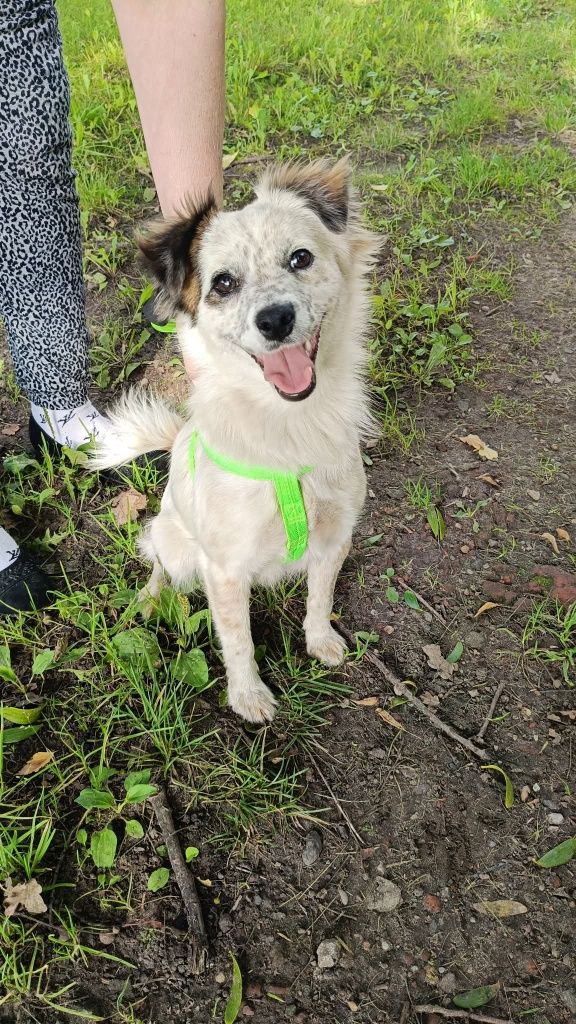 Maleńka Sonia do adopcji