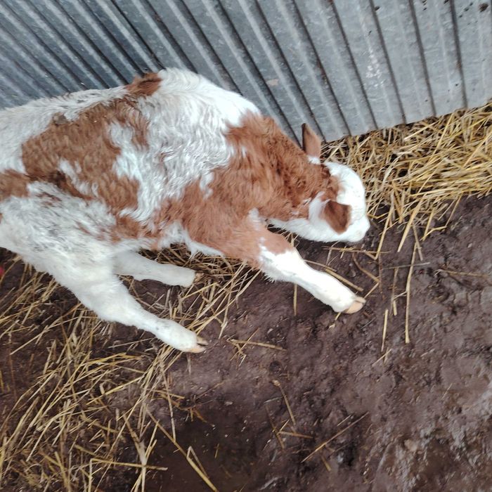 Byczek 3 sztuki ,  mieszaniec mięsny simental