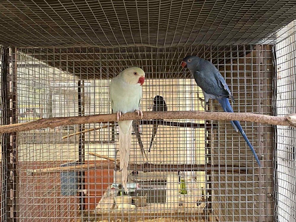 Lote ring neck reprodutores