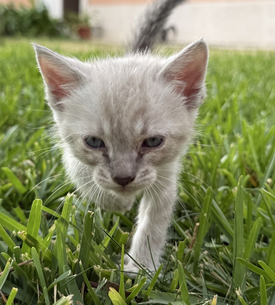 Gatinhos para adoção responsável