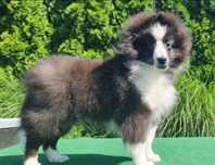 Owczarek Szetlandzki Sheltie piękny chłopiec czarny bikolor
