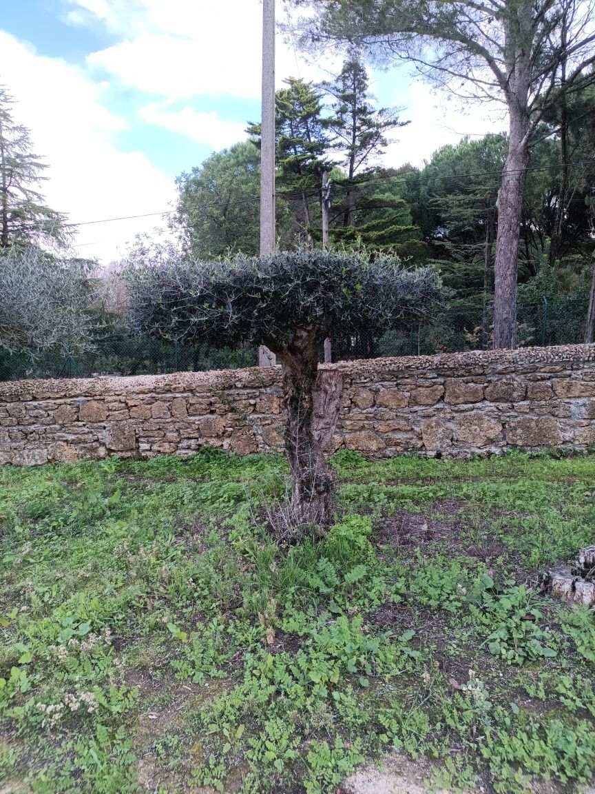 Podas de oliveiras