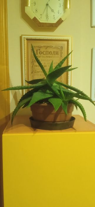 Лікарська квітка АЛОЄ