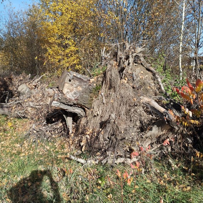 Oddam korzenie za darmo