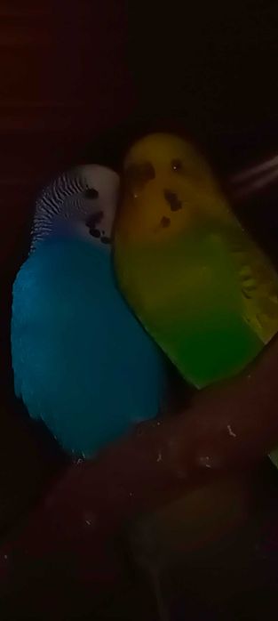 Papugi faliste samiec samica