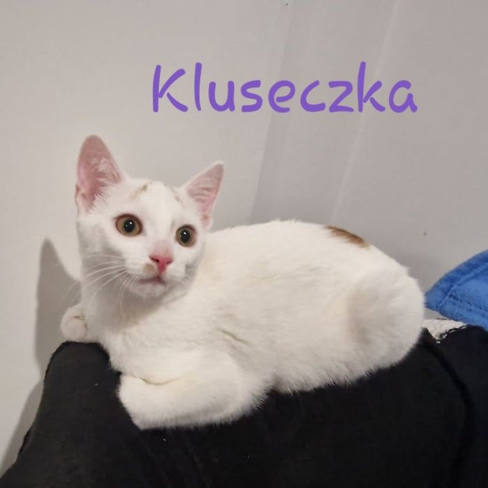 Kotusie białe z rudym do adopcji