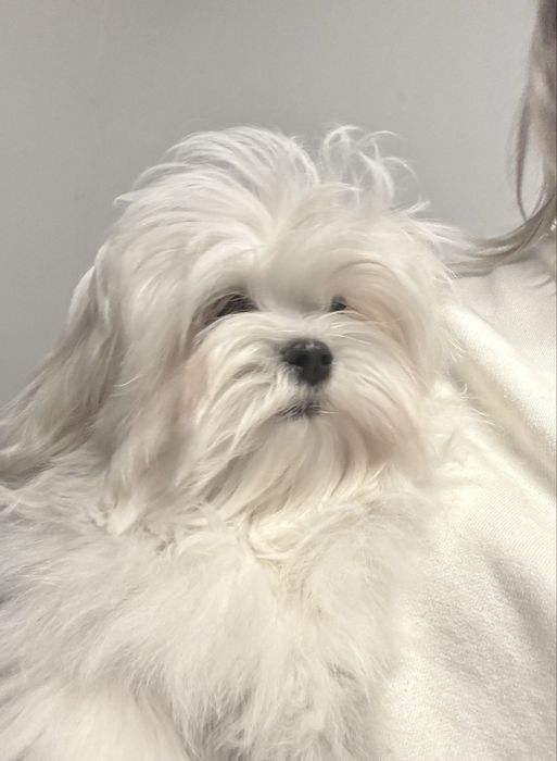 Maltańczyk suczka rodowód ZKwP FCI