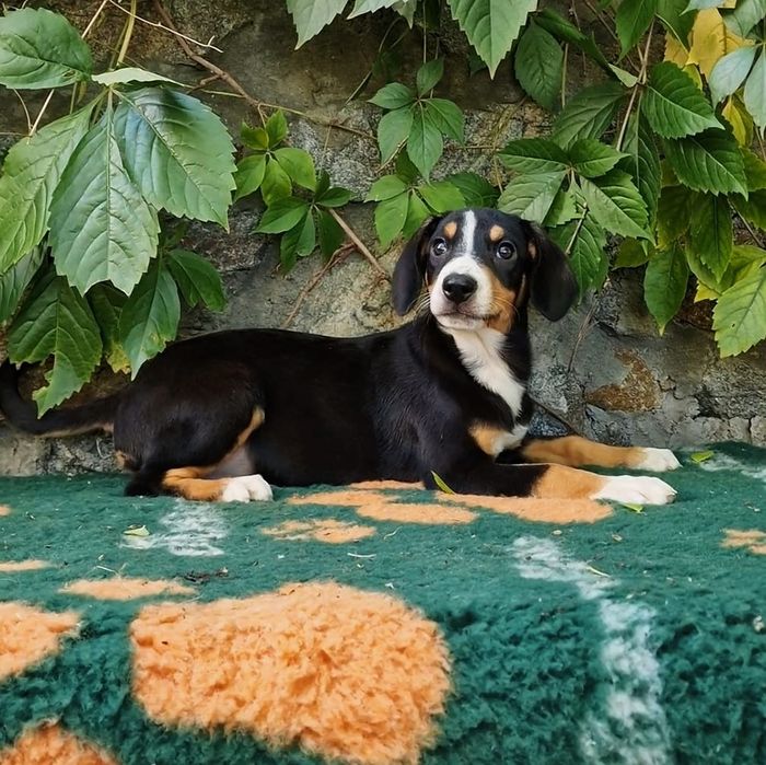 Продається цуценя сука породи Ентлебухер!