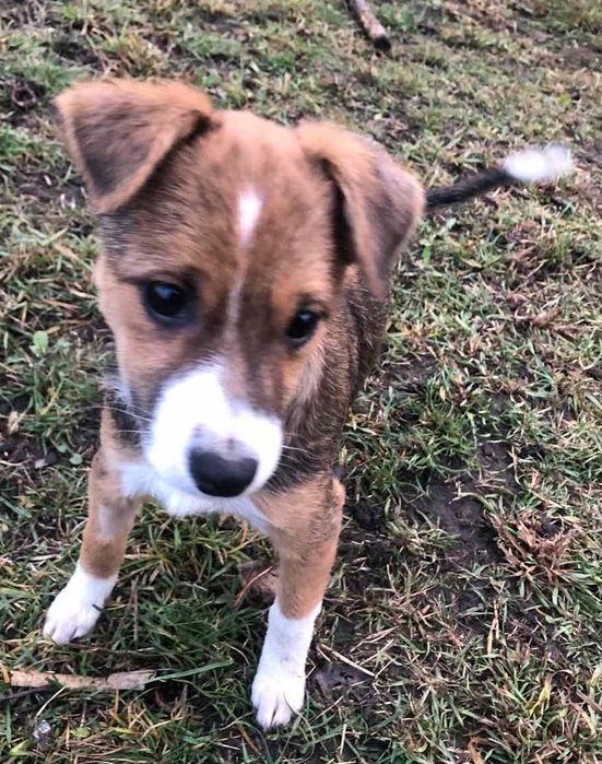 Ця маленька дівчинка-щенятко