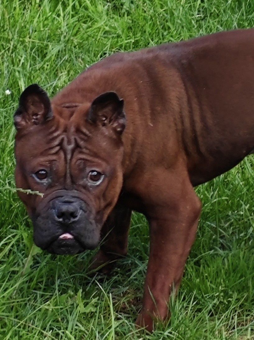 Chongqing Dog FCI
