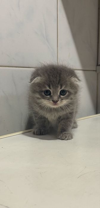 Продам весловутих кошенят