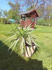 Kwiat jucca-palma tarasowo-pokojowa