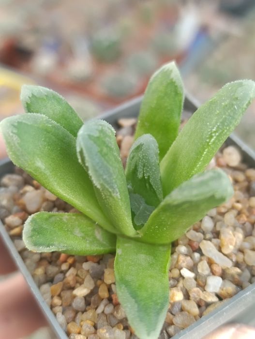 Суккуленты хавортии