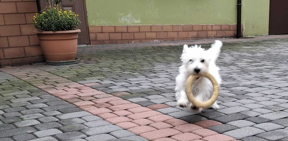 Szczeniaczek -suczka - West Highland White Terrier FCI