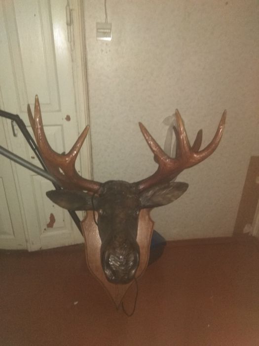 Чучело лося в хорошем састоянии