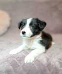 Kruszynka Border Collie.DEJSI