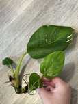 Philodendron White Wizard