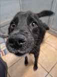 Uroczy Onyx pyta czy się nim zaopiekujesz adopcja tymczas