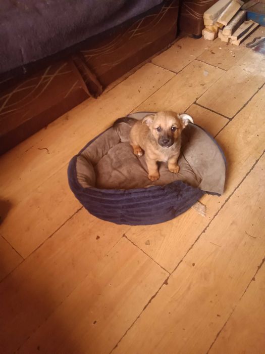 Oddam za darmo szczenięta