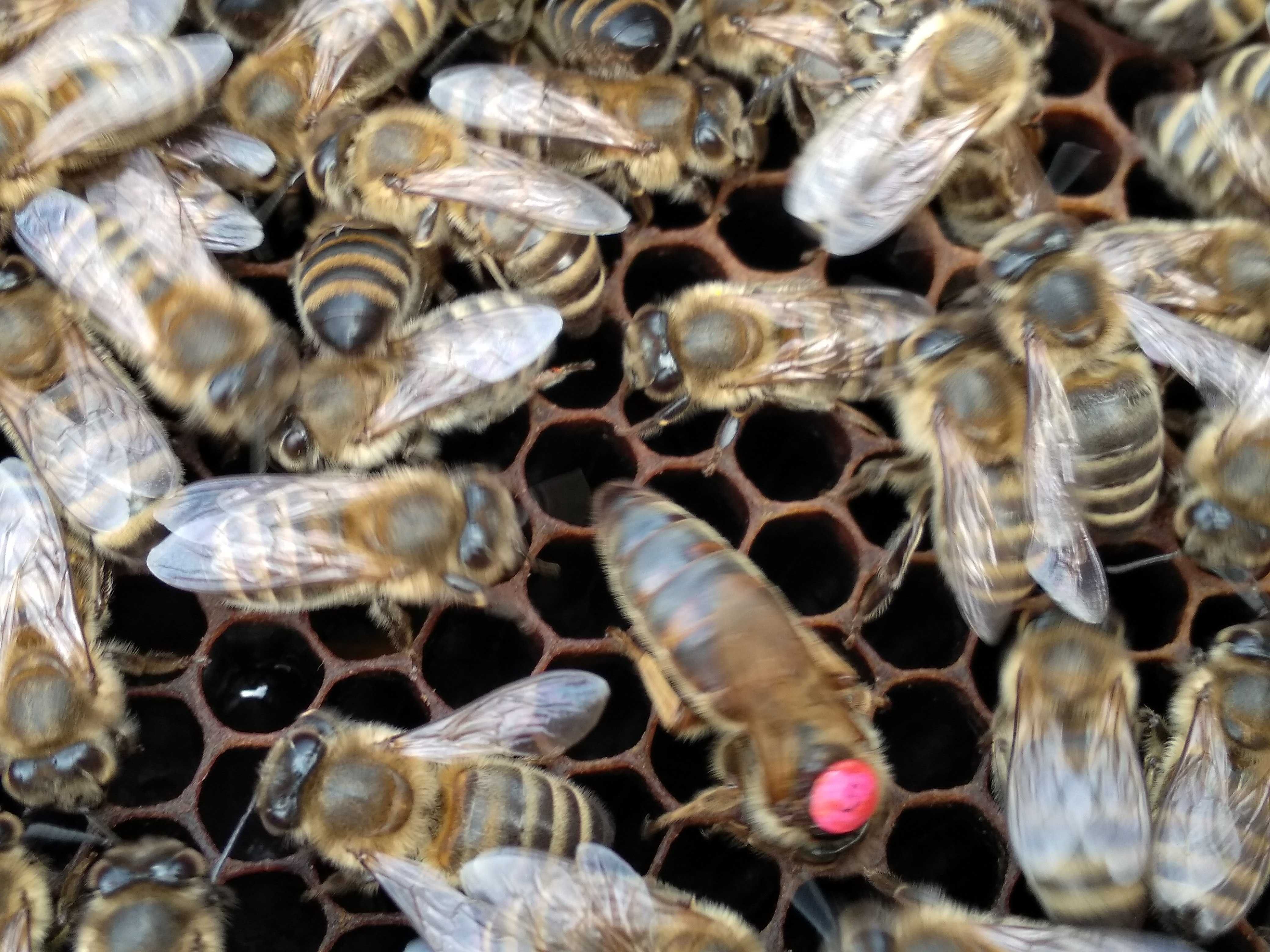 Odkłady, pszczoły, rodziny pszczele 380 zł  -  sezon 2024